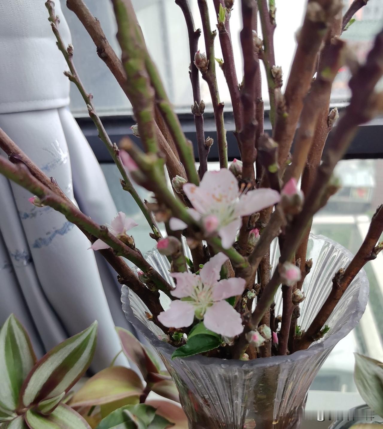 在上个月15日，我在某多多下单了水培干枝腊梅年宵花，过了几天，花到了！

但其实