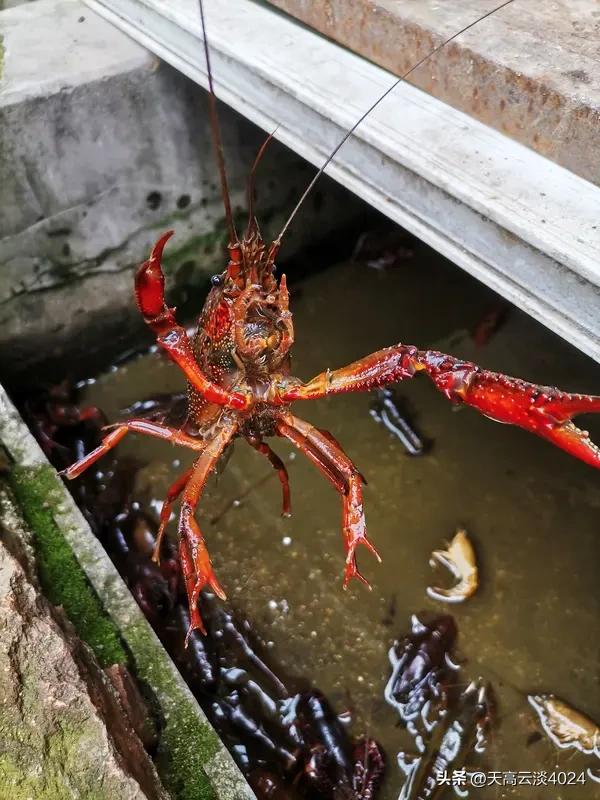 多地支持“养龙虾” 最高补贴1000万 多地支持养龙虾，最高补贴 1000 万，