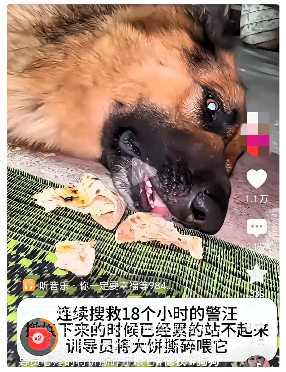 让人泪目！在西藏吉隆口岸的救援现场，救援人员为了能尽快、尽可能多找到幸存者，他们