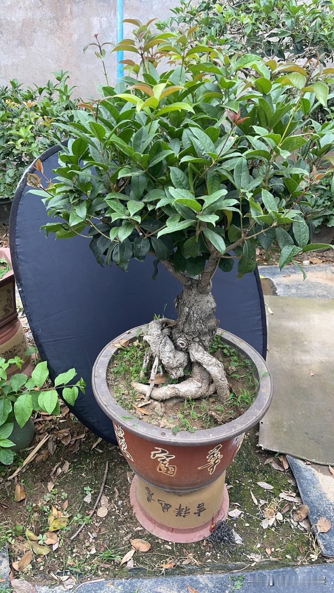 怎样才能在室外种桂花不被冻死北方冬季桂花过冬地栽的要搭简易棚，盆栽的可以直接搬到