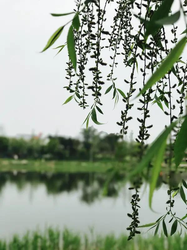 垂柳依依映碧流，
乌蓬轻掉泛扁舟。
临河古舍茶香绕，
近水酒家人气稠。     