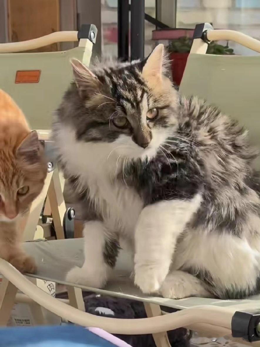 有只名叫“小水泥”的流浪猫，自妈妈失踪后，便一直守在原地痴痴等待。

饿了，它就