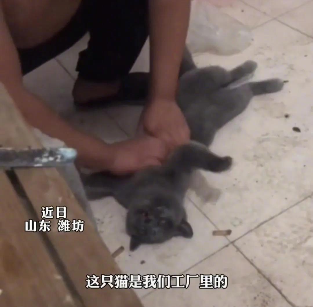 山东潍坊，一男子在宿舍下床时发现厂里的猫躺在地上一动不动了。男子以为猫吃了什么东