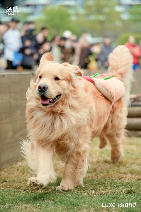 麓湖也太适合带狗狗一起玩了吧！！！