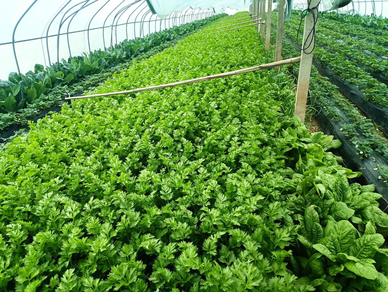 土地流转，大棚里好风光！
   河南豫东一村民，经过土地流转，经营的蔬菜大棚，目