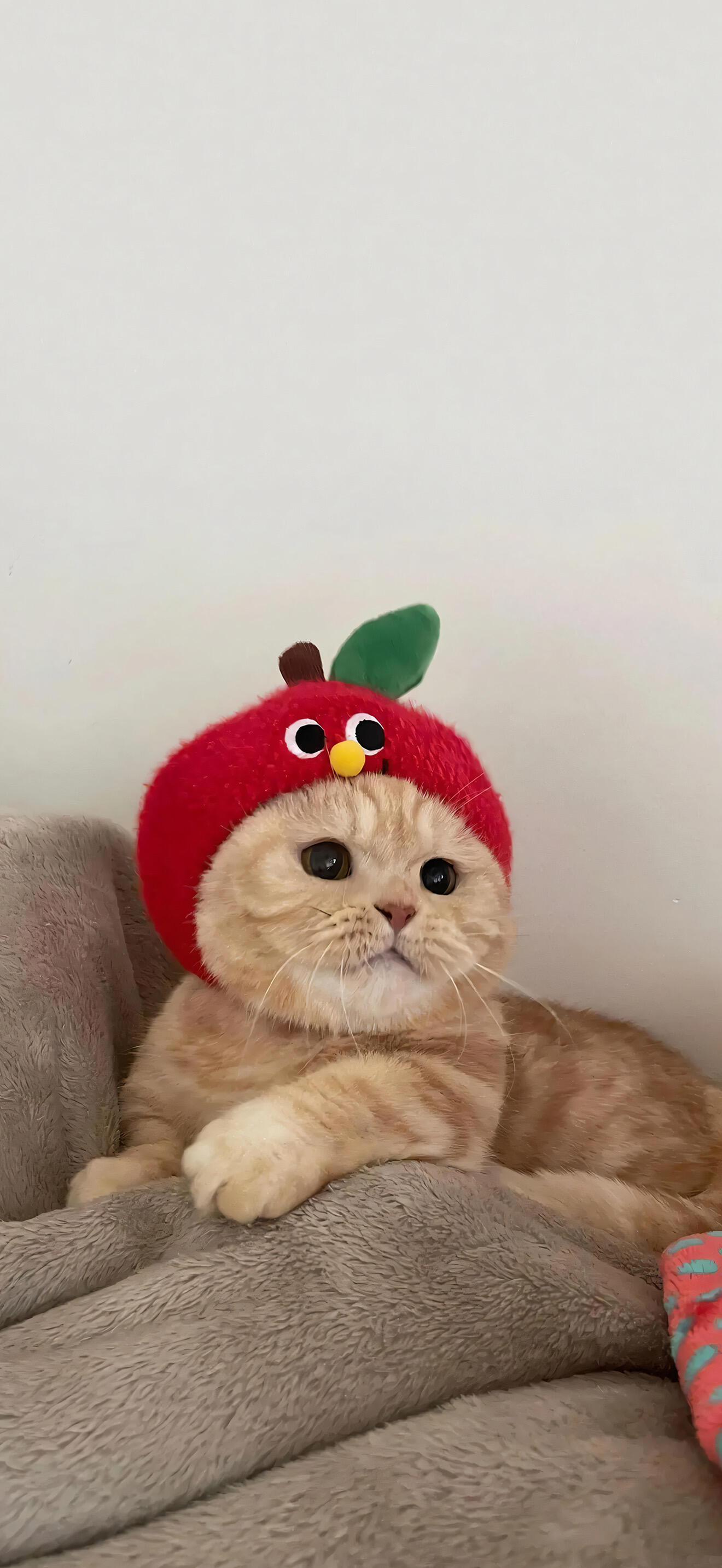 萌宠猫猫壁纸壁纸[超话] ​​​