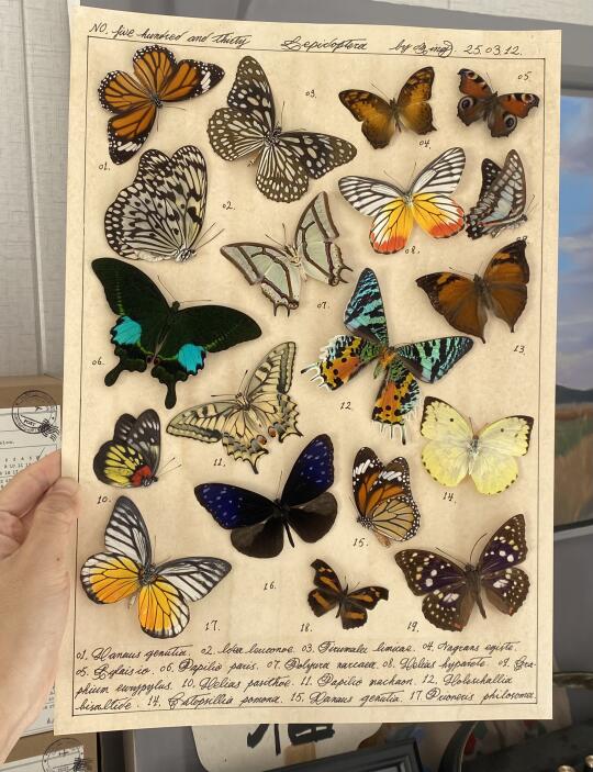 告诉我你最喜欢几号蝴蝶～