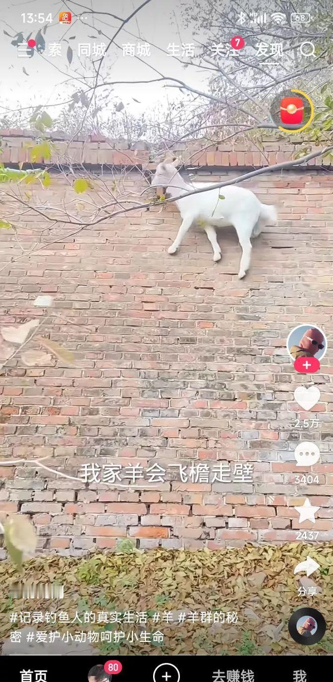 山东单县的外婆家养的羊真是绝了。这羊不仅能在墙上爬来爬去，还能稳稳当当地站在墙上