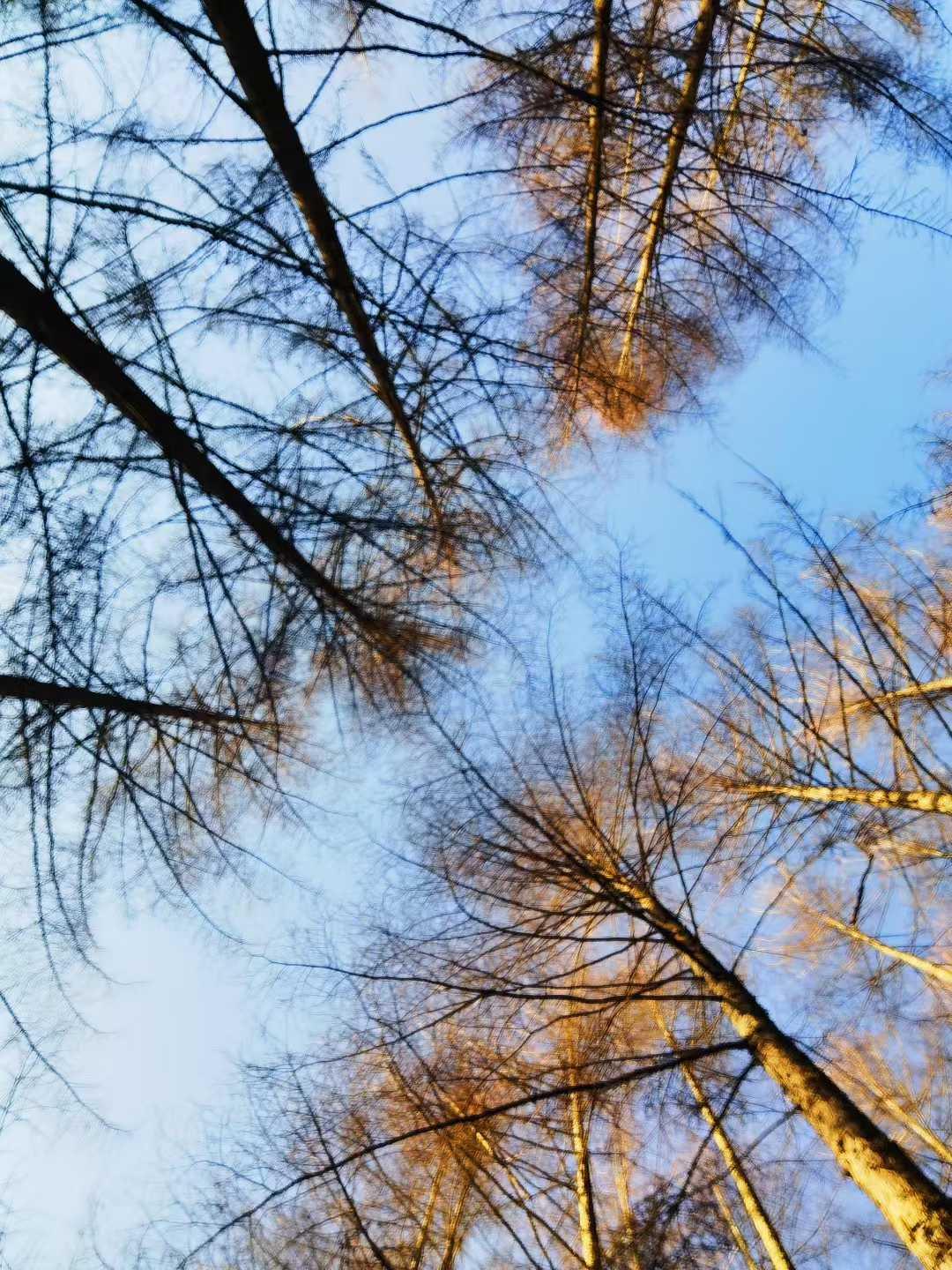 夏见苍翠，今遇霜雪。人迹寥寥，静听冰下流水潺潺，漫闻草间牛啃青欢，冬景自有清欢之