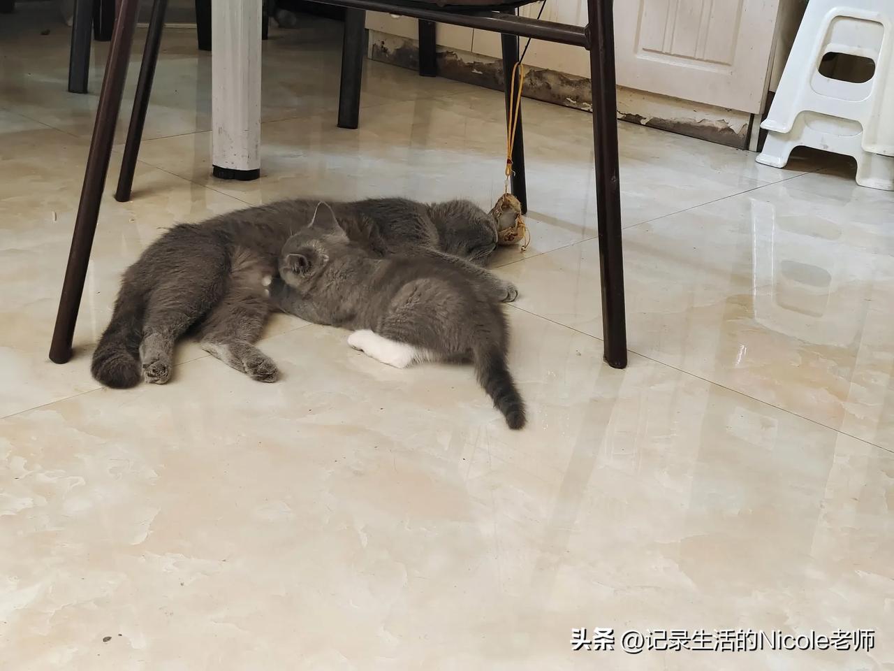 一只慵懒的小猫咪在地板上打盹，好温馨的场面！🐱💤
还有一只小崽子吸吮着老母亲