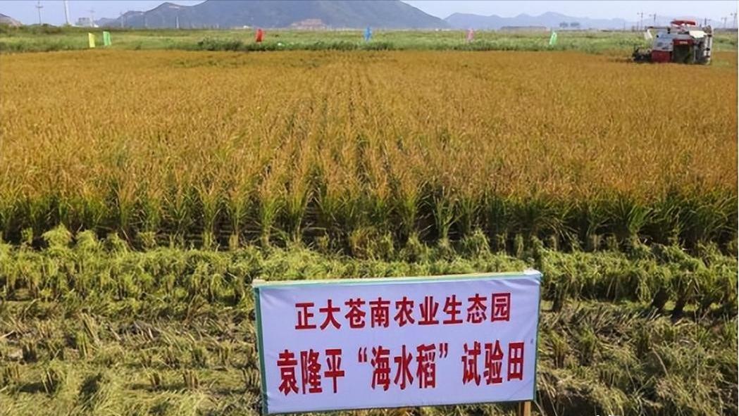 盐碱地产出的“海水稻”，明明口感难吃，还越种越多，为何国家要大力发展它呢？其实原