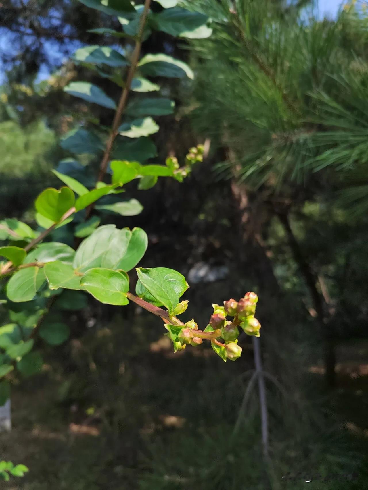 夏日生活打卡季夏日的风，妩媚而和煦。她轻轻柔柔，不觉间吹开了浓浓的绿意。夏天，那