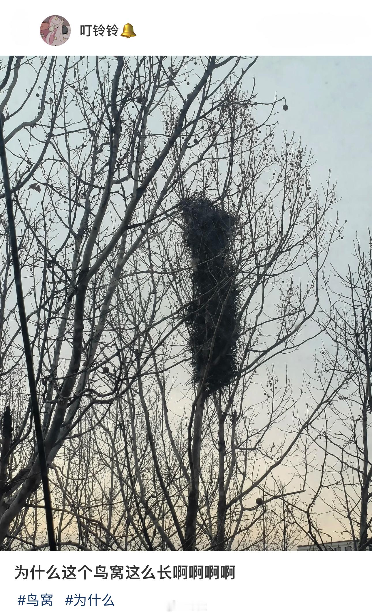 原来喜鹊还会建豪宅……🐦 ​​​