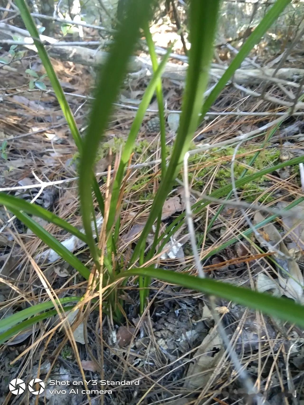 山中的兰花，长的比家里的好，沒有见到过死去的兰花，几年发了二十几苗，后又漫漫的老