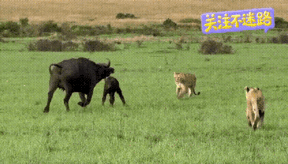 什么叫护犊子？
自然界讲究弱肉强食，今天看到这个视频让人类也大开眼界。

大草原