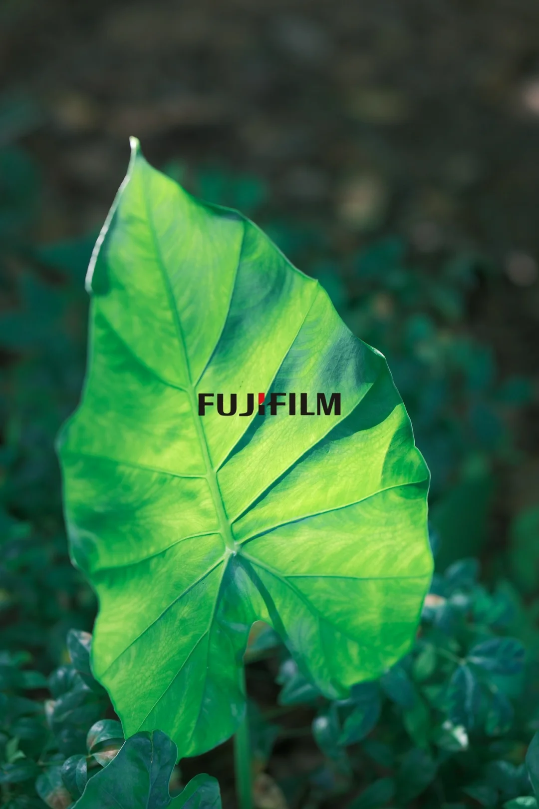 交换一张你相册里的富士绿☘️