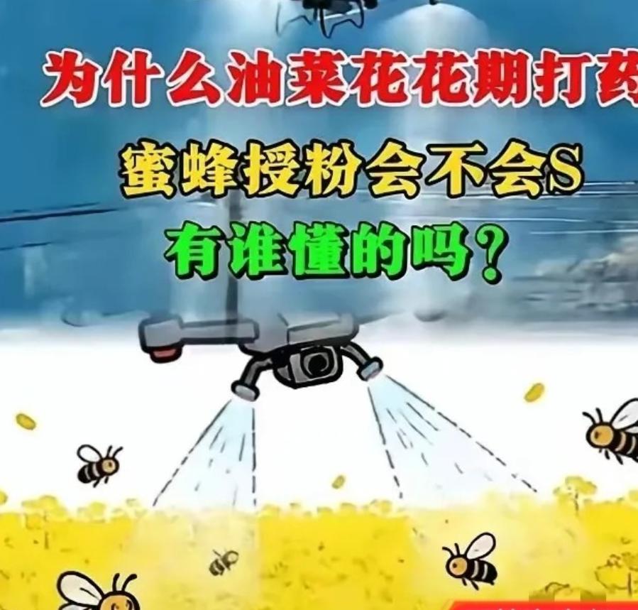 官方回应油菜喷药致蜂农损失惨重！在国际形势非常紧张的情况下
油菜开得最旺的时候，