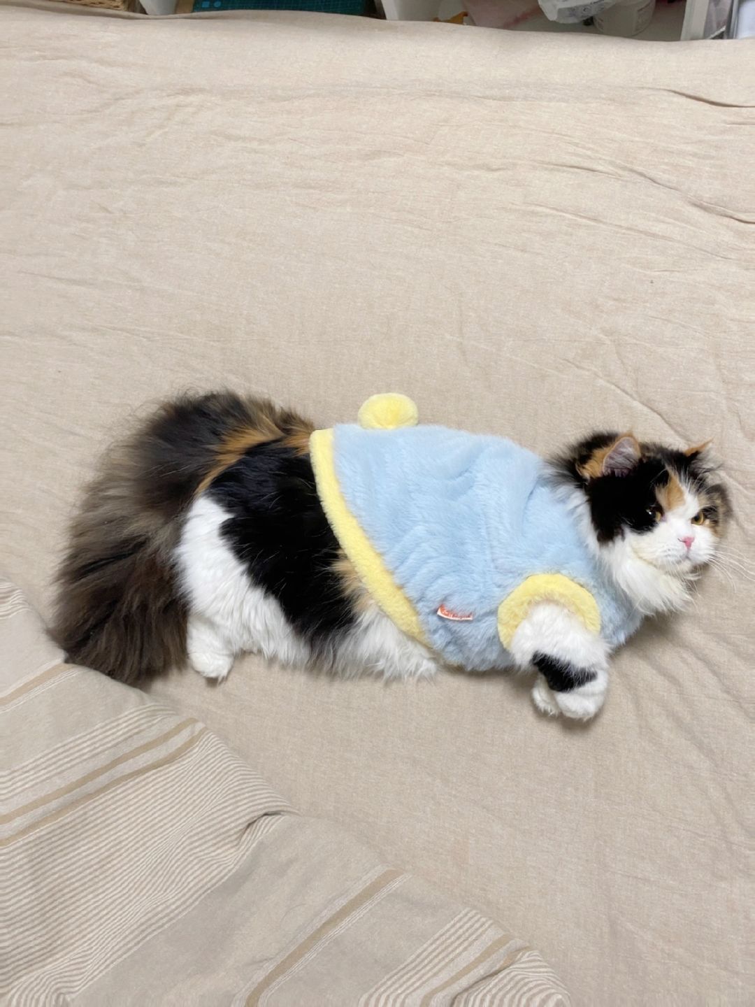 想知道大家的猫🐱也是这么睡的吗？