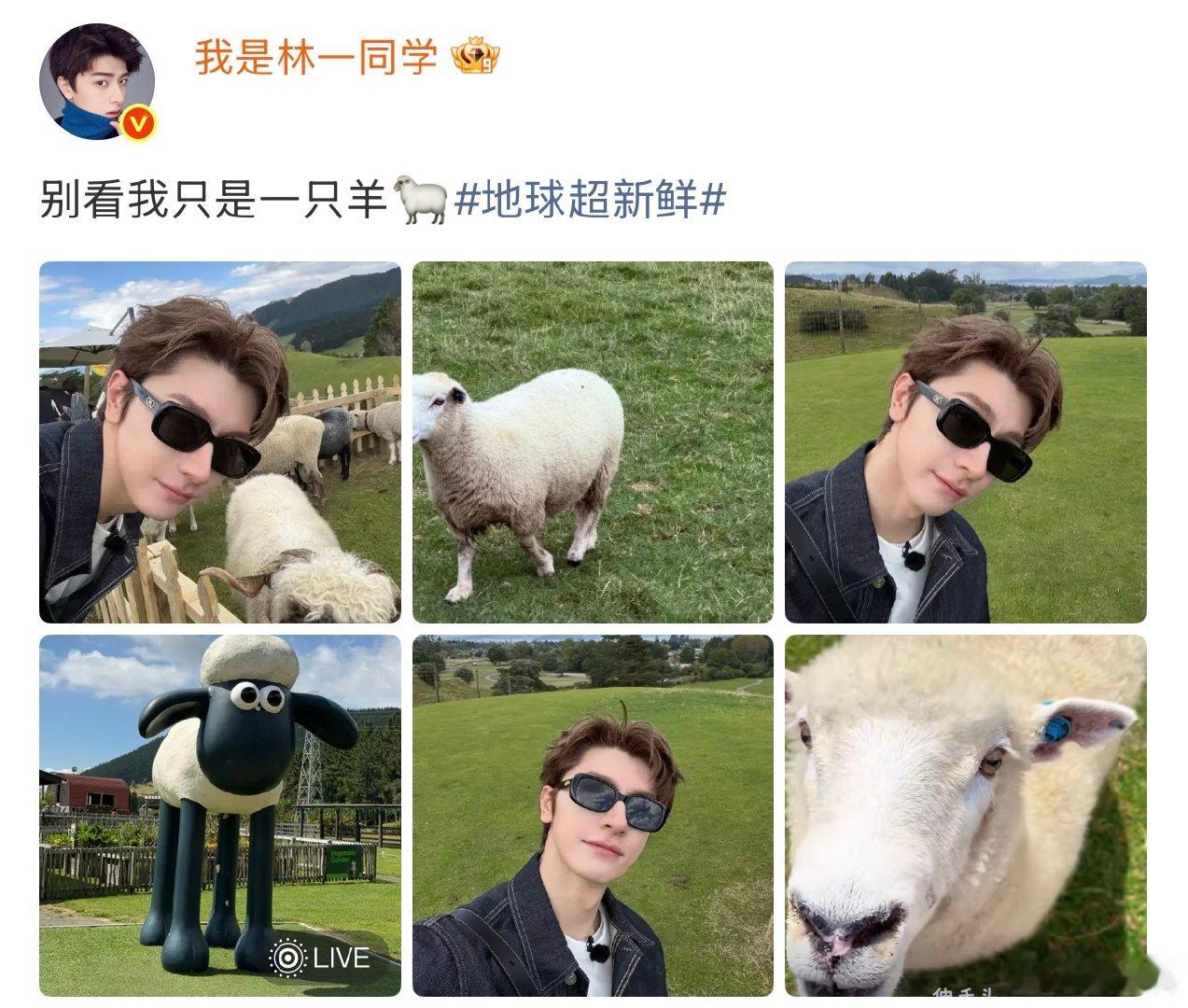 林一别看我只是一只羊啊啊啊啊好可爱的小羊 
