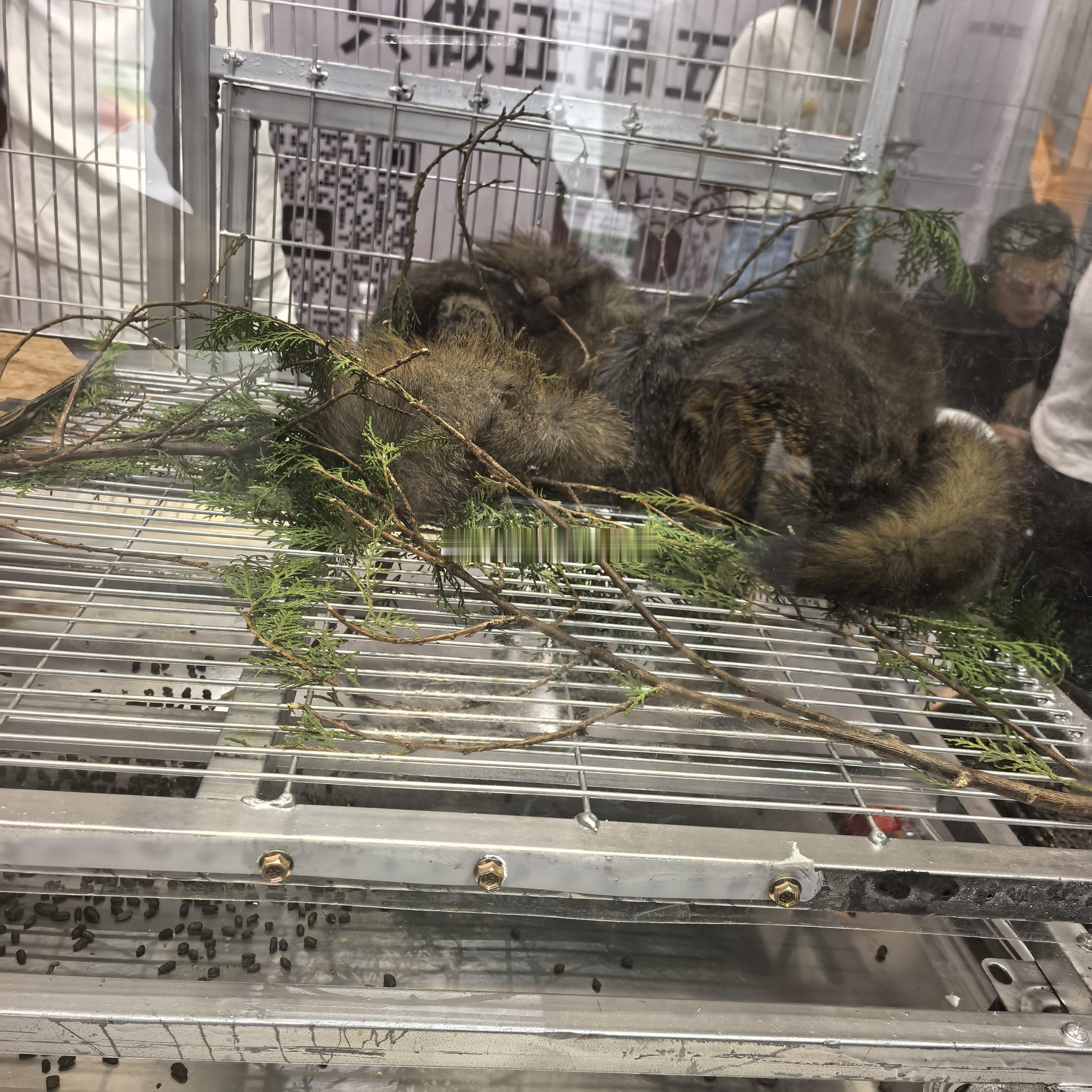 五灵脂，一种来源于动物的药材。养复齿鼯鼠，收大便就是五灵脂，一粒一粒的。如果有尿
