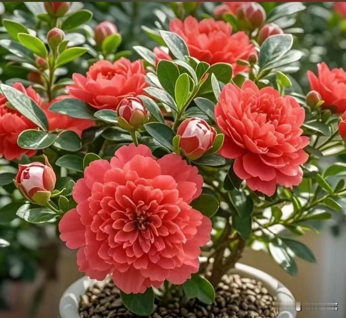 今天分享一组盆栽美丽的花卉。
花儿朵朵，鲜艳美丽。
姹紫嫣红，娇艳妩媚！
缤纷多