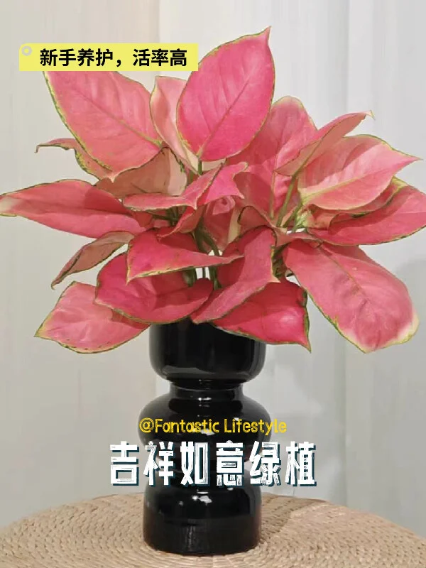 室内绿植🌿吉利红如意皇后