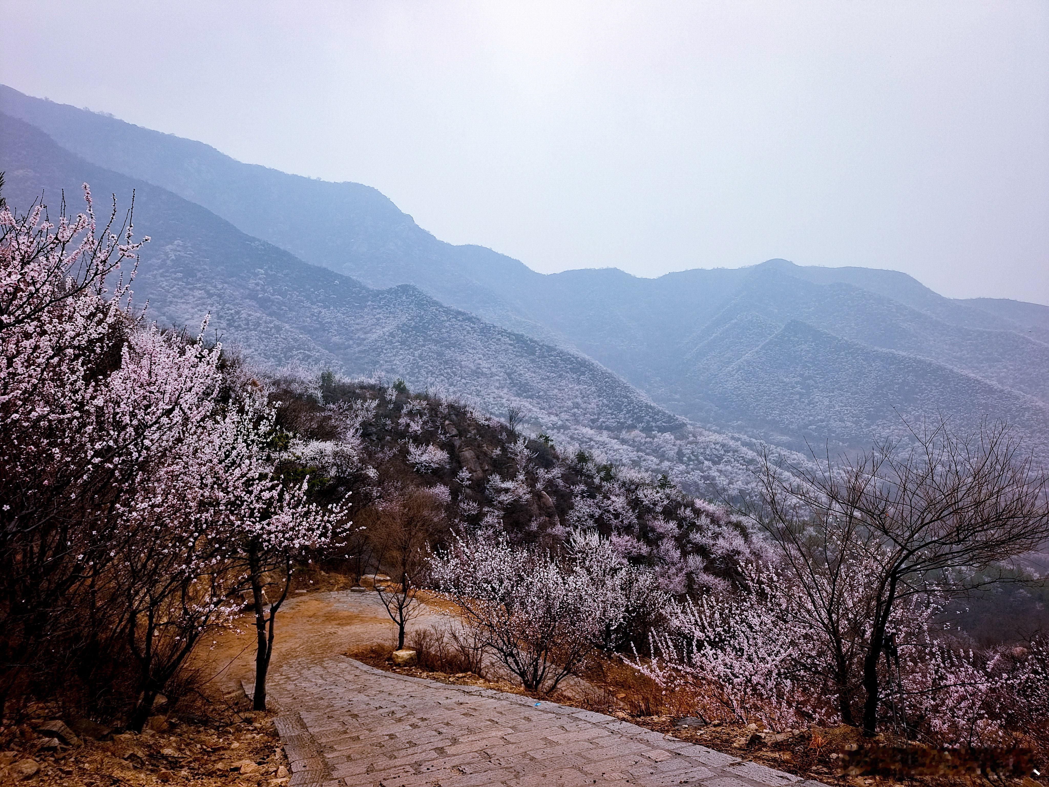 春日山花烂漫，最美山野之北京白虎涧。摄影​​​