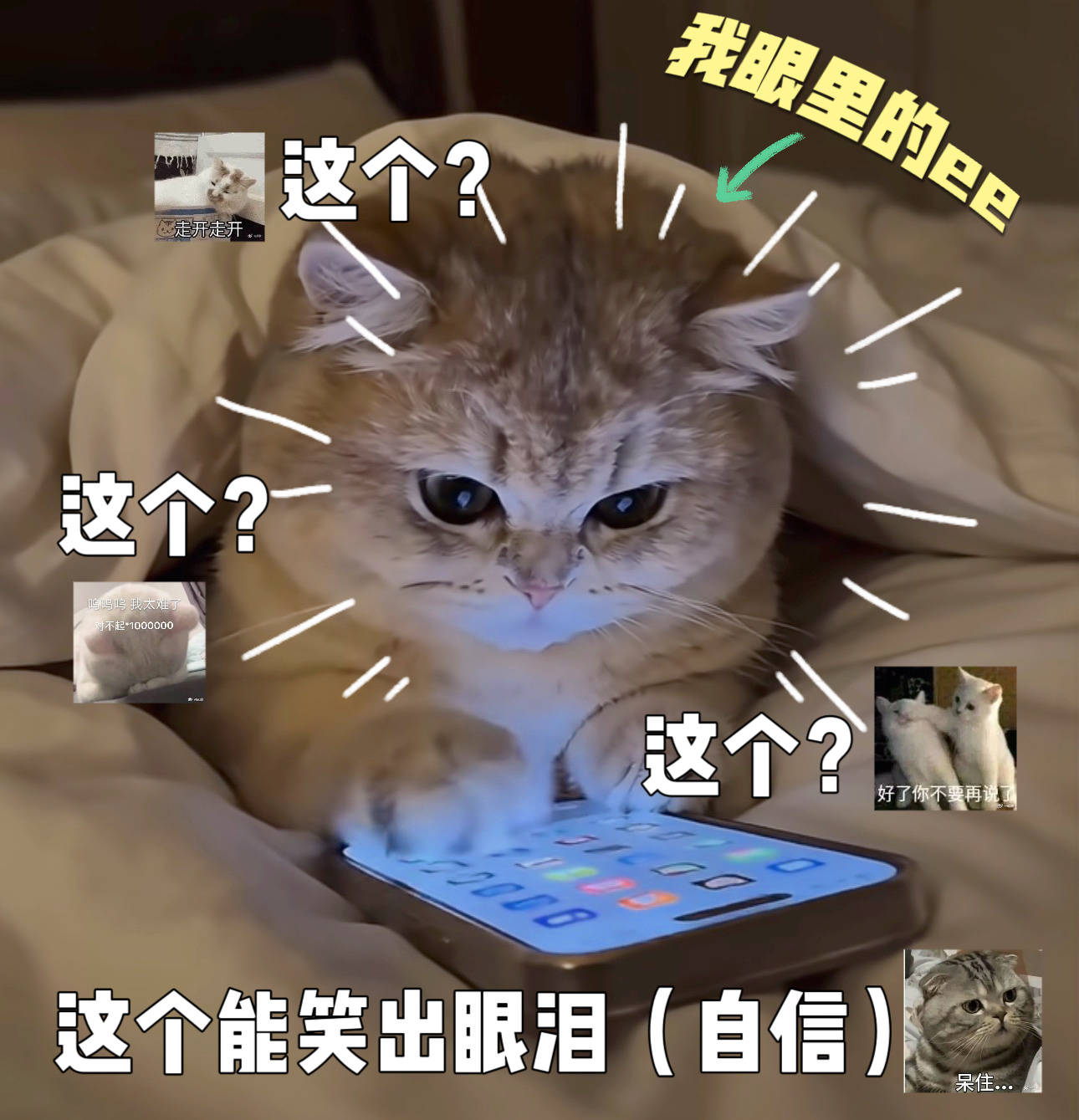 傅诗淇成毅发过的小猫表情包太萌了，窝的e儿~我眼中的他belike