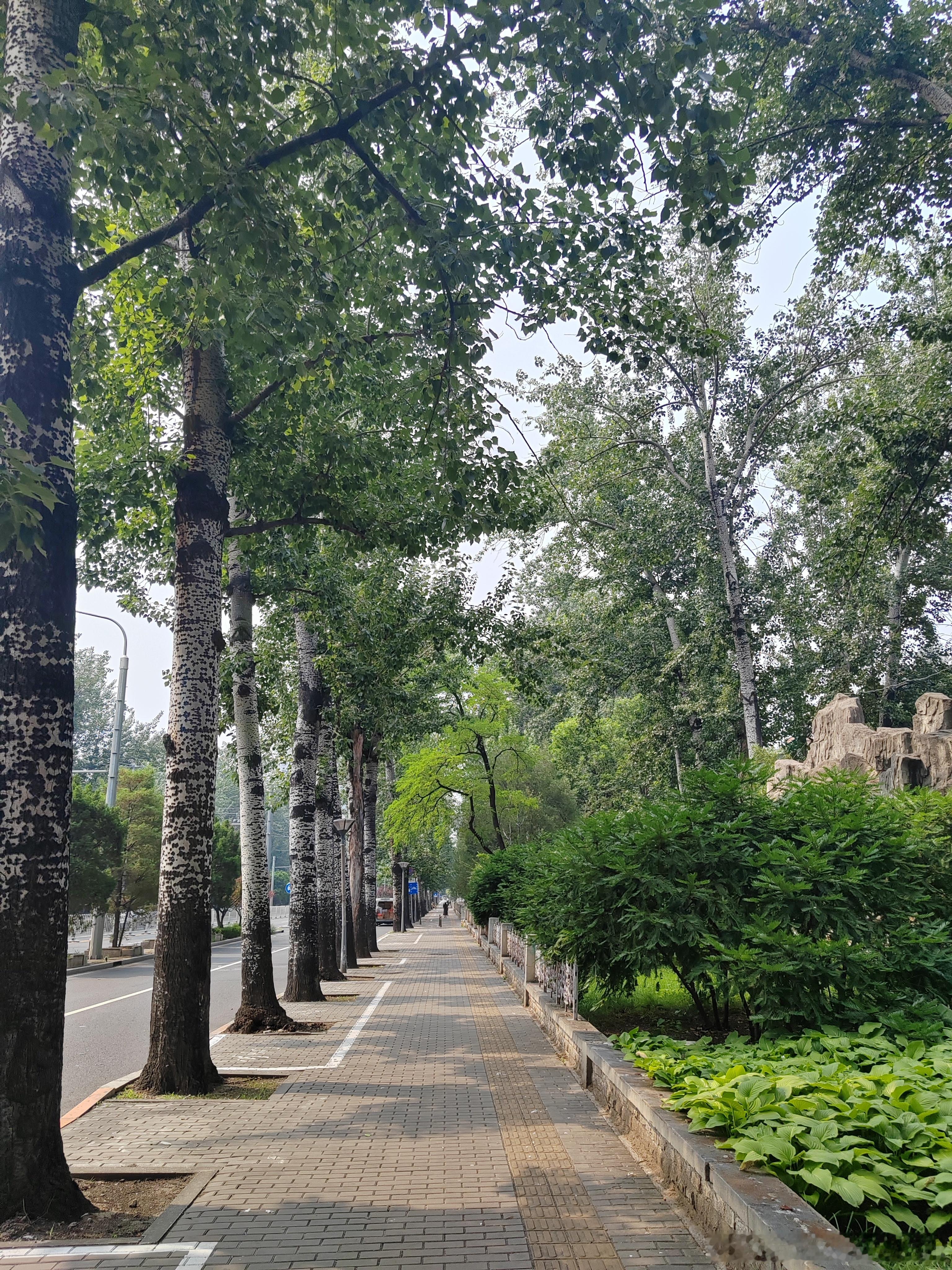 午后散步看到满街白杨，层层树叶搭成天然凉棚，阳光洒下一地斑驳。沿着这条安静的人行