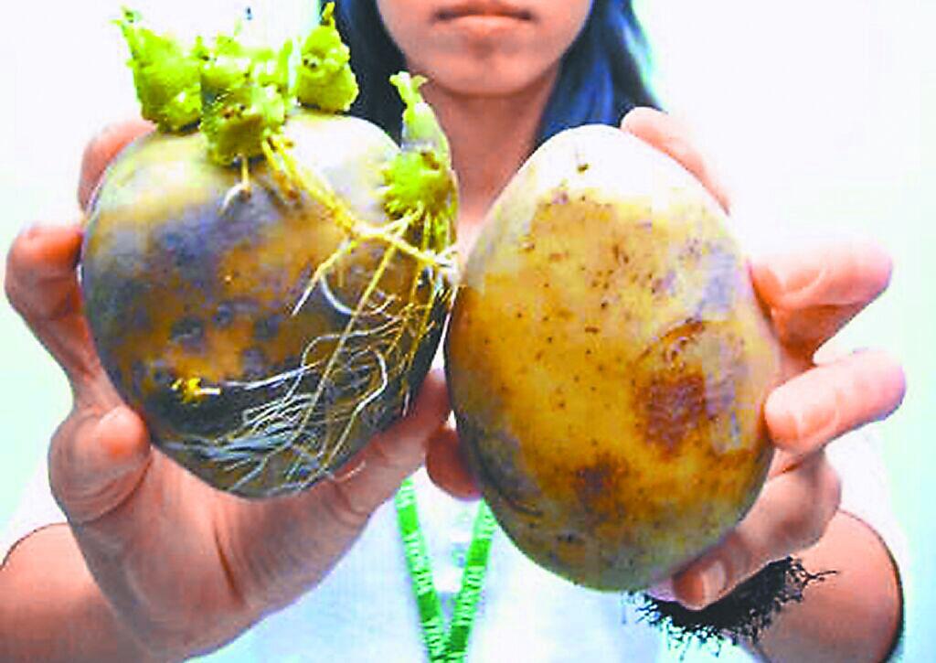 发芽马铃薯后这些产品也挡不住？郭正亮直呼这两人可恶
台当局将开放美国发芽马铃薯输