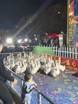 你们不可能猜到的，这些鸭子可不是奖品而是员工 