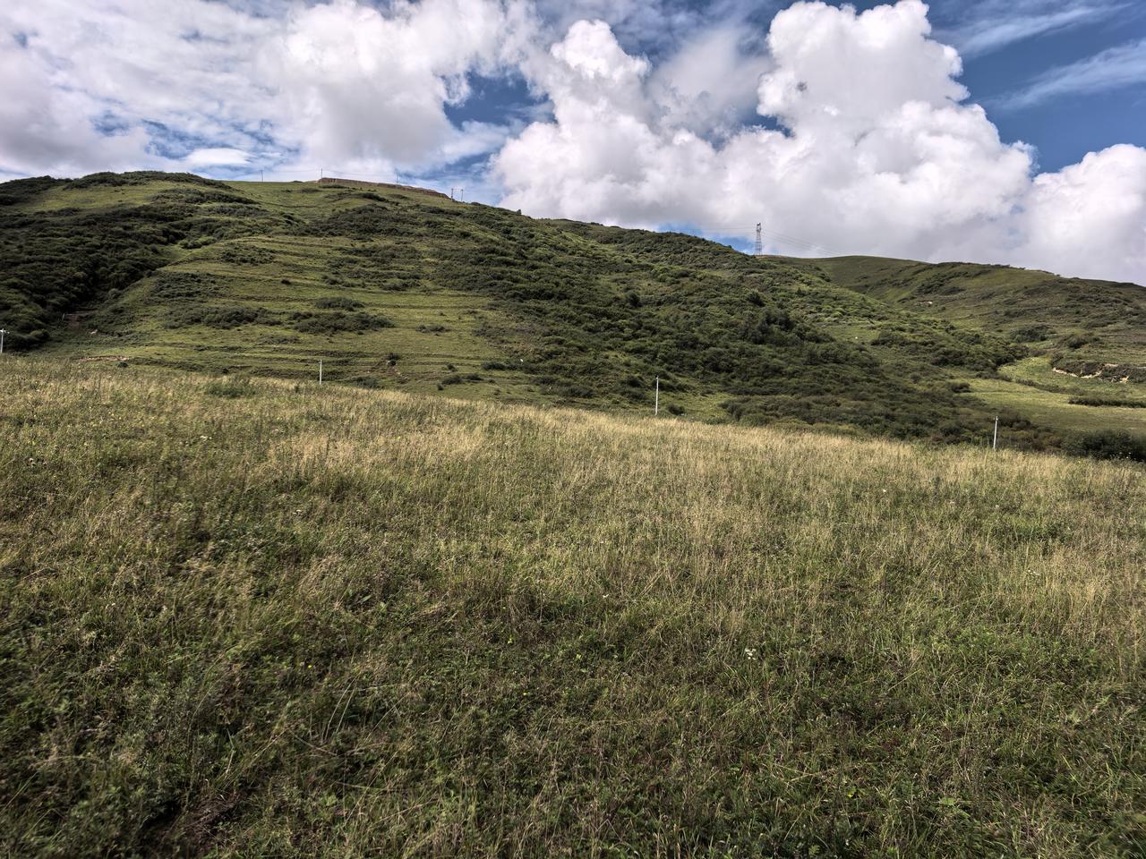 可以分享一张秋景的树叶的照片吗？大西北进入中秋后，草就开始变枯了。