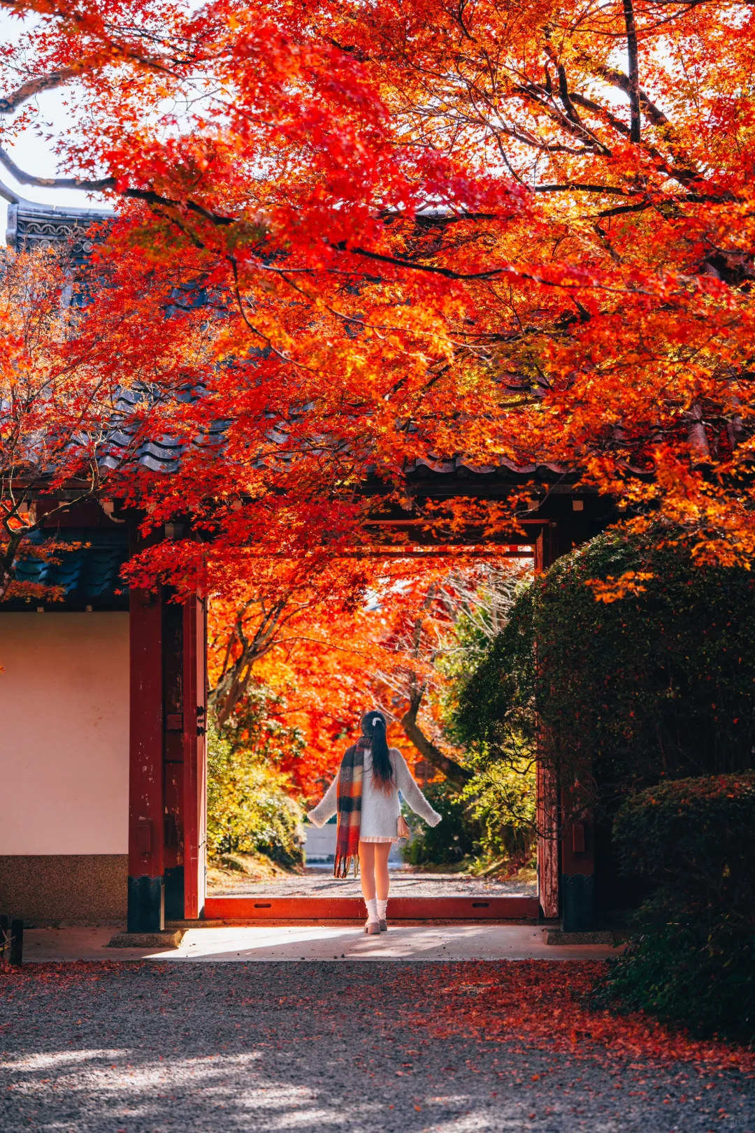 京都这两处红枫寺，治好了我的“人从众焦虑”