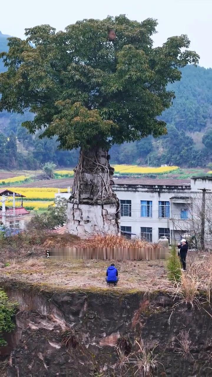 这是四川境内最牛的奇观树抱塔，到底是树抱塔还是塔包了树？它就是简阳平武镇的安佛塔