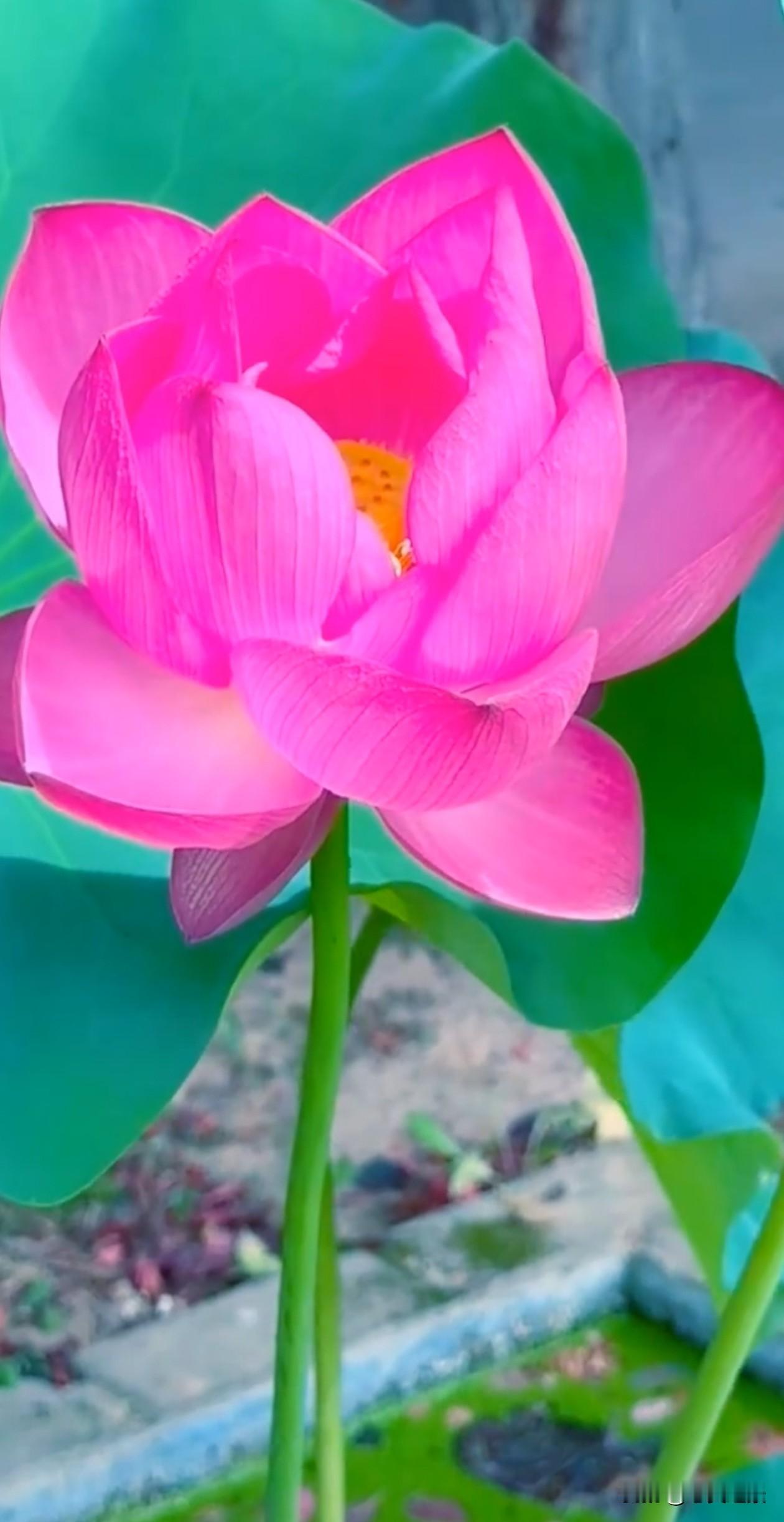 莲花开了许你许我 许我们都能荷花 夏日荷塘 治愈风景 夏天该有的样子
