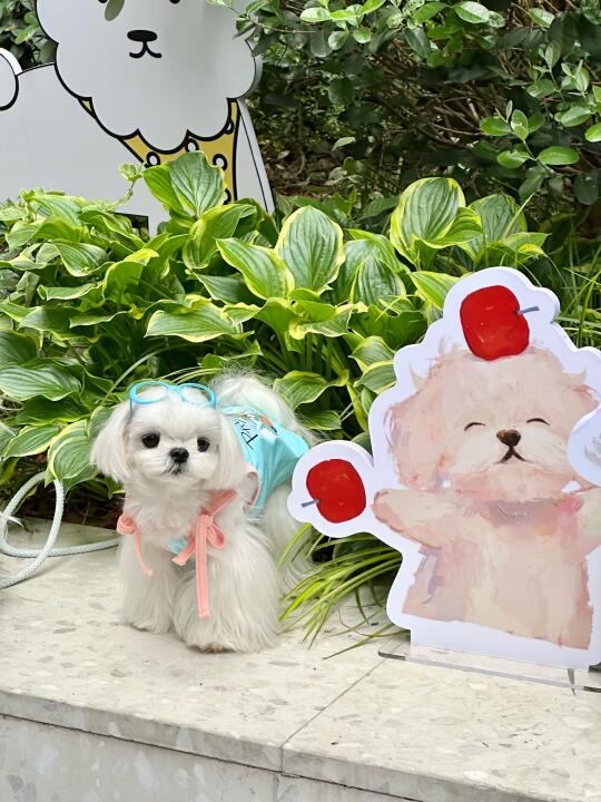 🐾春风挠痒痒！Woozoo小分队出击！