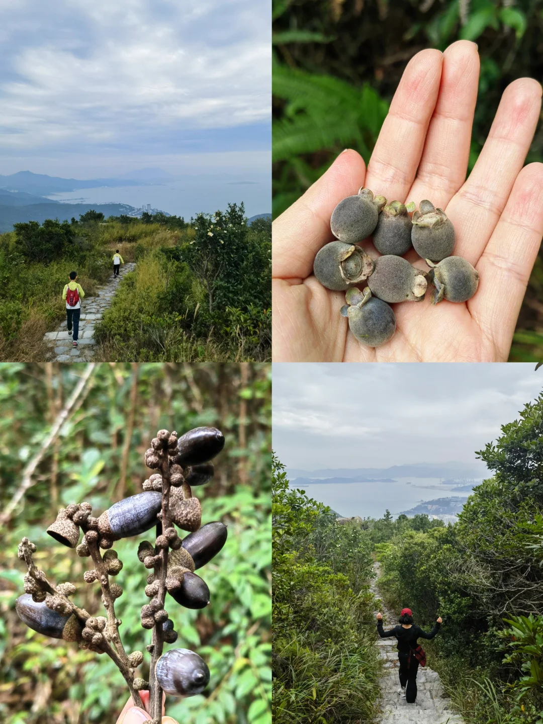 又发现了一条海景徒步线，还能摘野果！