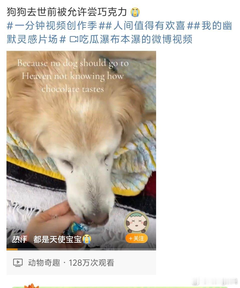 狗狗去世前被允许尝巧克力小狗终于尝到了一直好奇的味道可是再也不能继续陪你了… ​