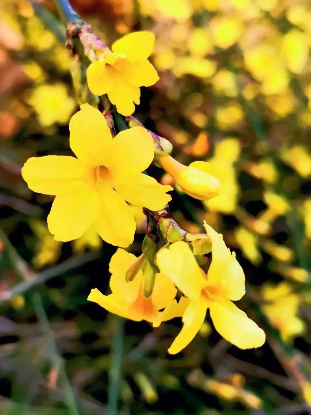 迎春花开了。