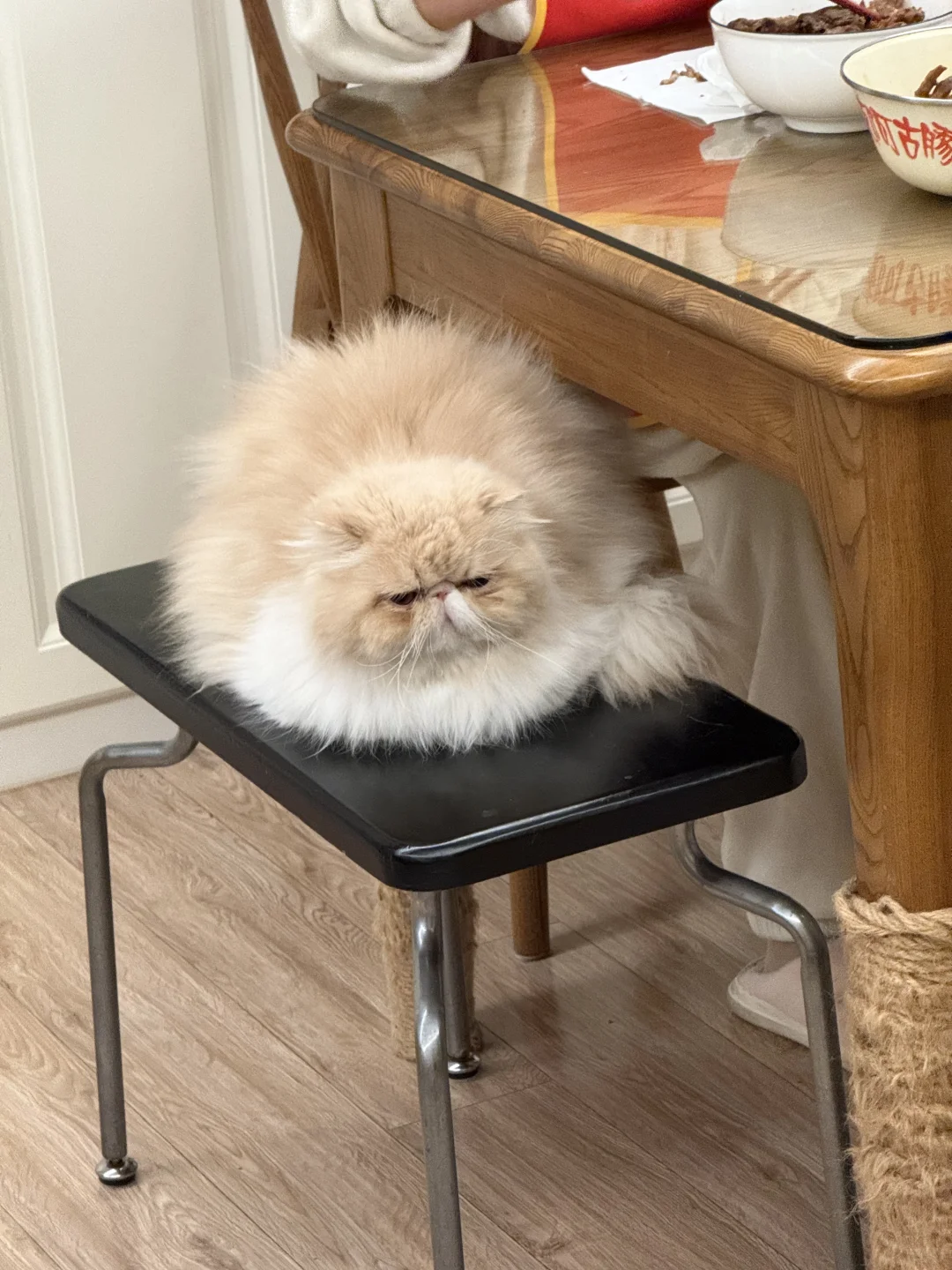 天呐谁家小猫没有手手呀
