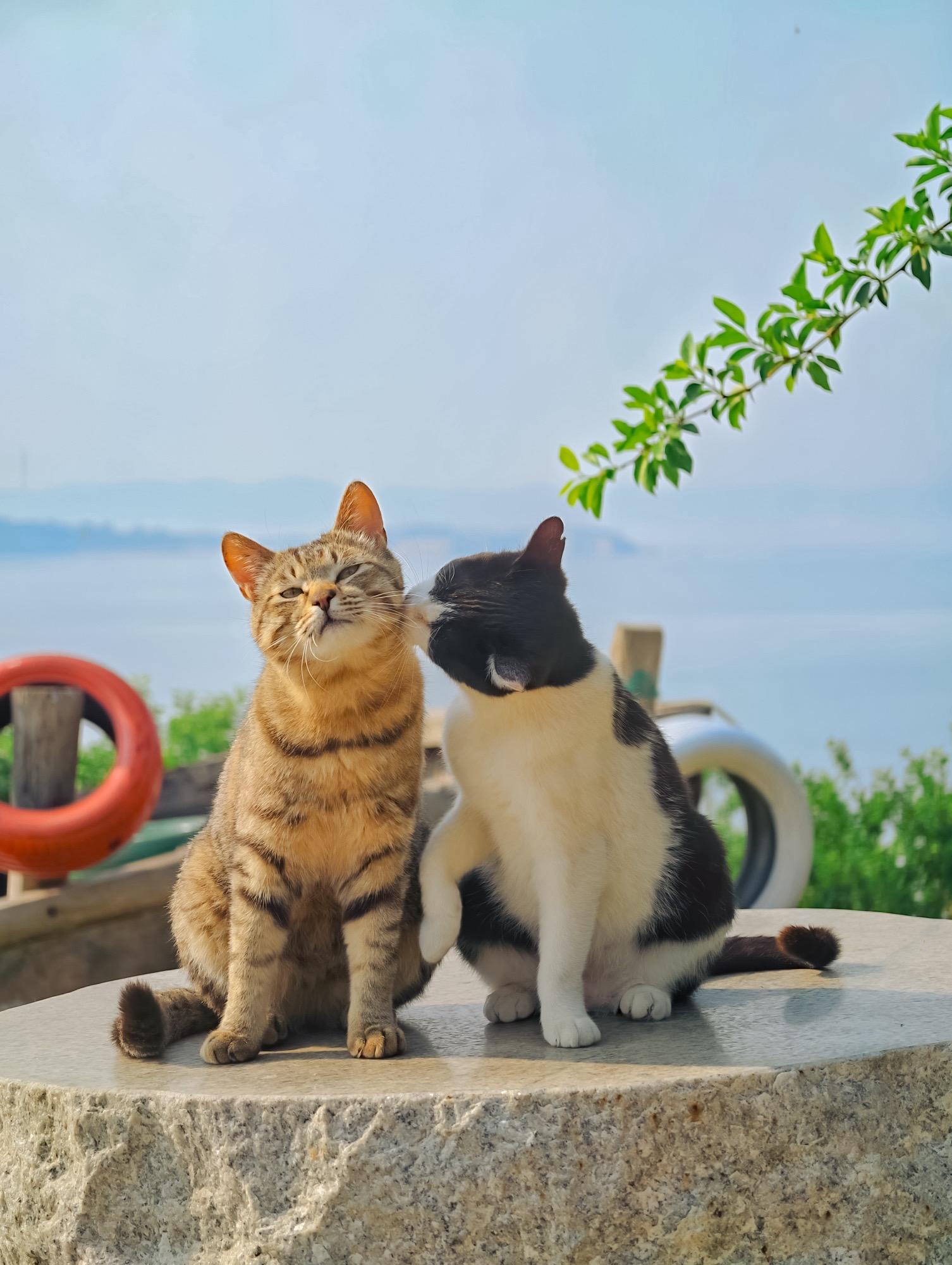 在海边拍到了甜人的爱情。今天是520，又到了秀恩爱撒猫粮的日子，应景发...