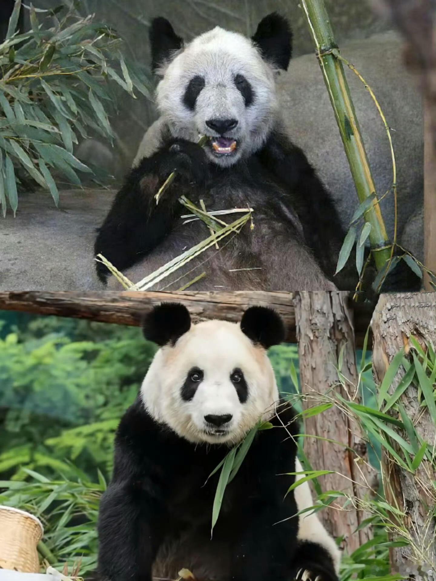 丫丫回国两年判若两熊爱与不爱显而易见，那种地方以后不会让我们的宝贝再去了