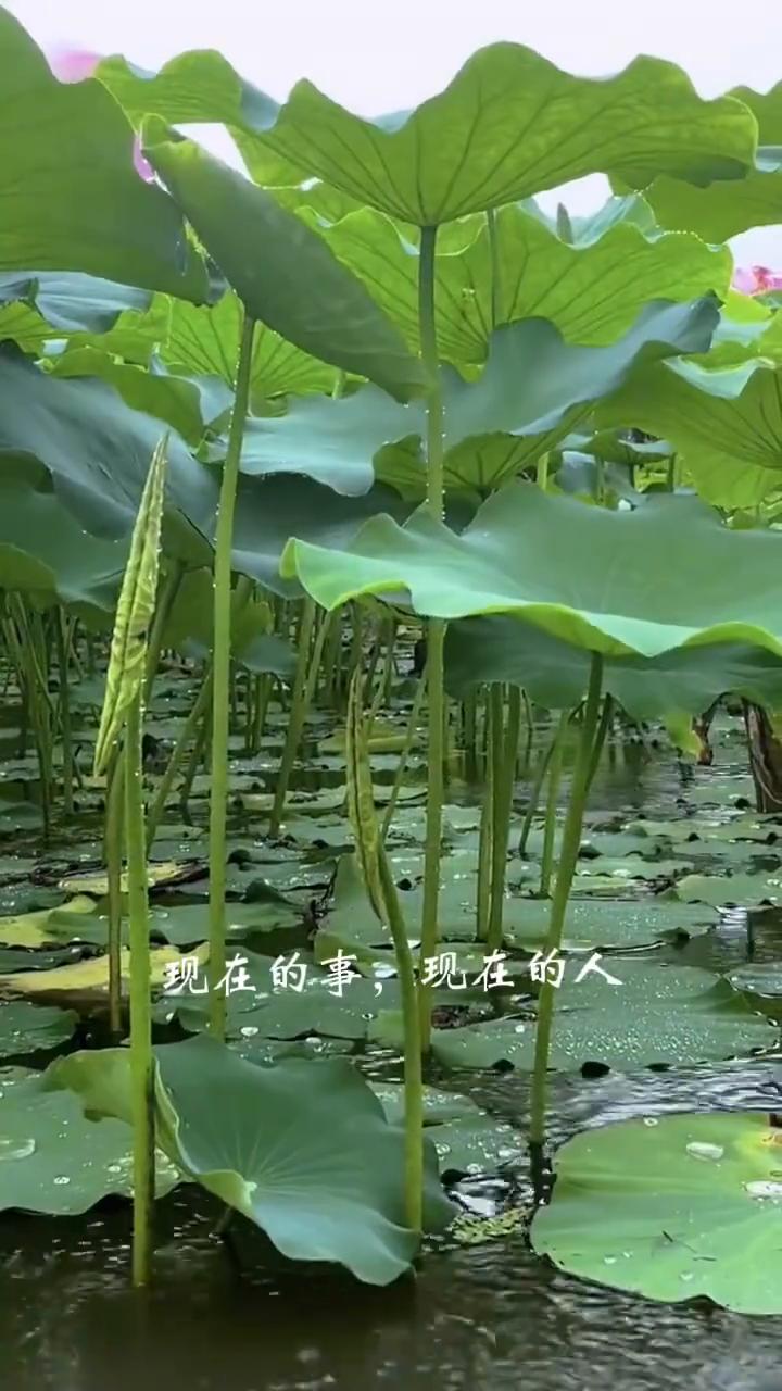 生活似水，人生如茶。
生活似水，人生如茶。看淡一切，轻轻放下。你要知道，过去的事