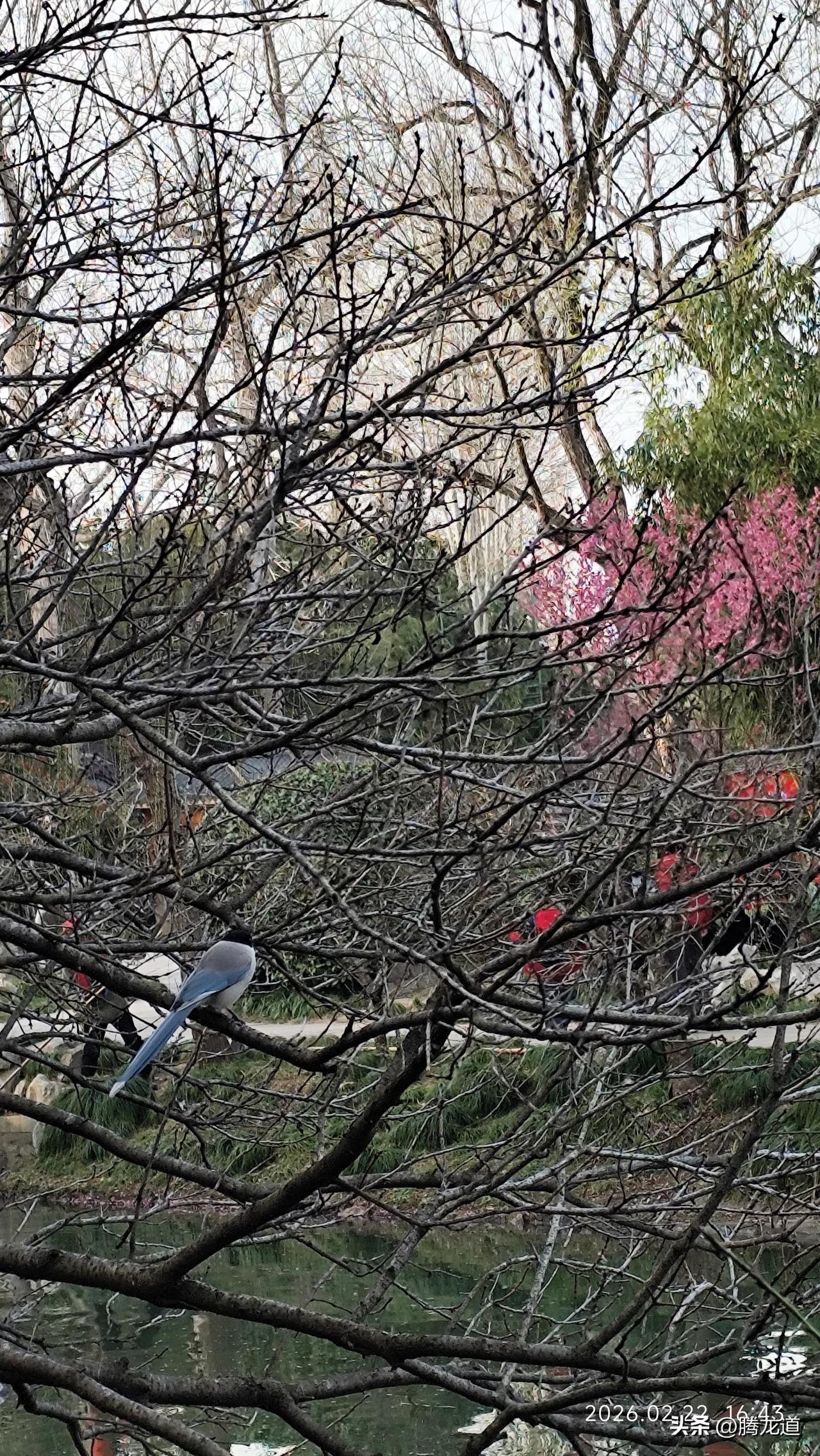 晒图笔记大赛鸟语花香滿园春