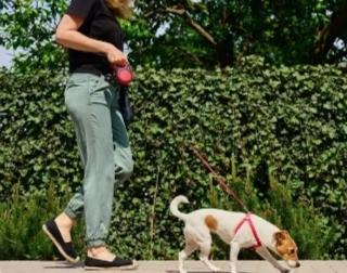 金毛长期扰民罚单背后：一根牵引绳，拴住的是人性底线
 
“我家狗温顺不咬人！” 