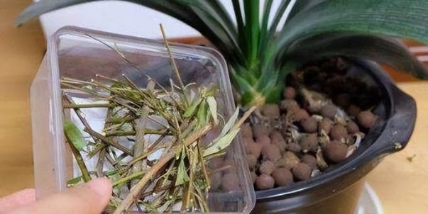 养花，花盆的表面能不能铺陶粒呢？
有很多的网友在花盆的表面铺上陶粒为了美观，但是