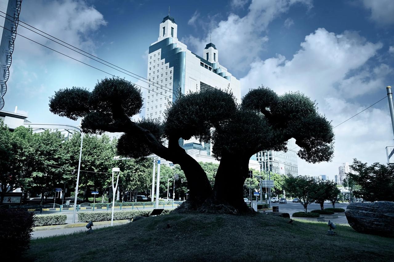 展示你拍的树木照片