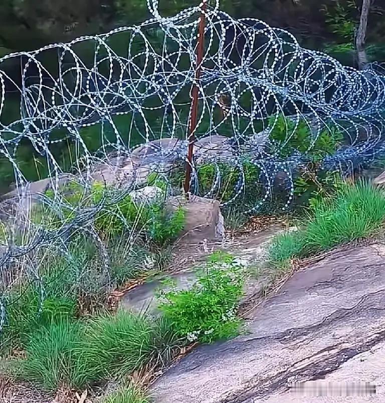 作为基层干部，我旗帜鲜明支持泰山景区安装刀片铁丝网的英明决定:

一、刀片护栏之