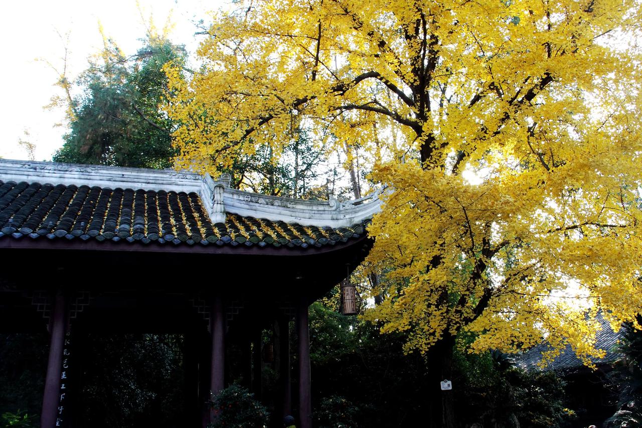 【杜甫草堂冬日随拍 】20241218

    12月15日，冬日打卡，杜甫草