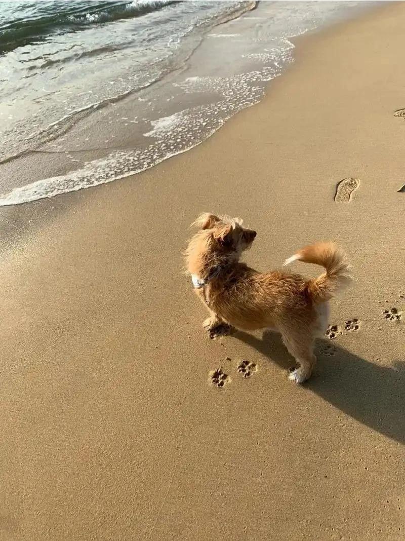上联：鸡过雪地留竹叶，
下联：狗踏海滩画梅花。
